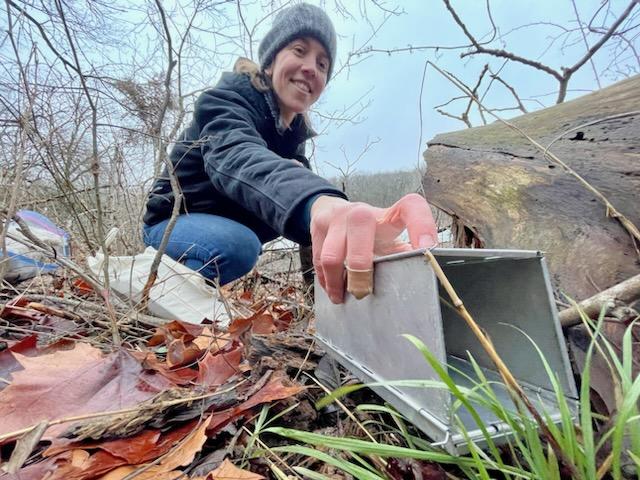 This weekend the KUBI Division of Mammals (<a href="/kunhm/">KU Natural History Museum</a>) is kicking off a new research project surveying microbial communities of small mammals at the <a href="/KUFieldStation/">KU Field Station</a>. Pictured here is the Mammal Collection Manager, <a href="/diannakrejsa/">Dianna Krejsa</a>, skillfully placing a Sherman live trap 🐭 #rockchalk