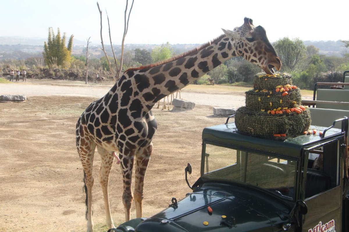 El_Universal_Mx's tweet photo. 🦒 “Benito” se integró a su nueva familia 

🥕 La jirafa “Benito” se integró este sábado con su nueva familia de jirafas en Africam Safari. El ejemplar compartió un desayuno muy especial porque lo recibieron con pastel gigante de zanahorias. 

Algunas personas ya hacían fila para poder conocer a la famosa jirafa que habitaba en Ciudad Juárez, Chihuahua, y su viaje de traslado duró más de 30 horas.

Fotos: Omar Contreras-EL UNIVERSAL