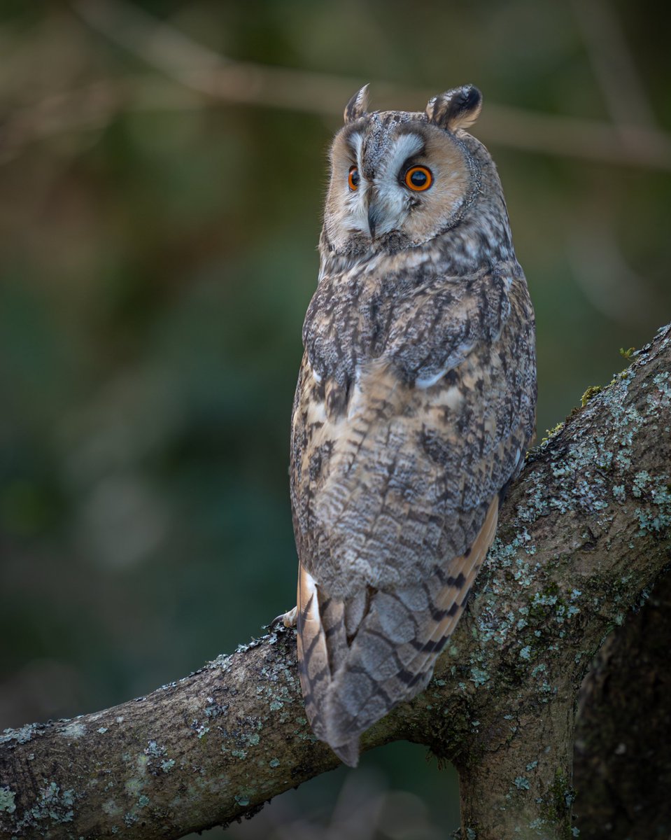 Paul__Browning_'s tweet photo. How good is the Long Eared Owl’s camouflage? They know exactly the trees to choose that they can blend in with perfectly.. 
and omg they’re beautiful!

Don’t you think!?
What’s your favourite Owl? 

@Owltrust @Natures_Voice 
#wildlifephotography #wildlife
#BirdsOfTwitter #owls #birds