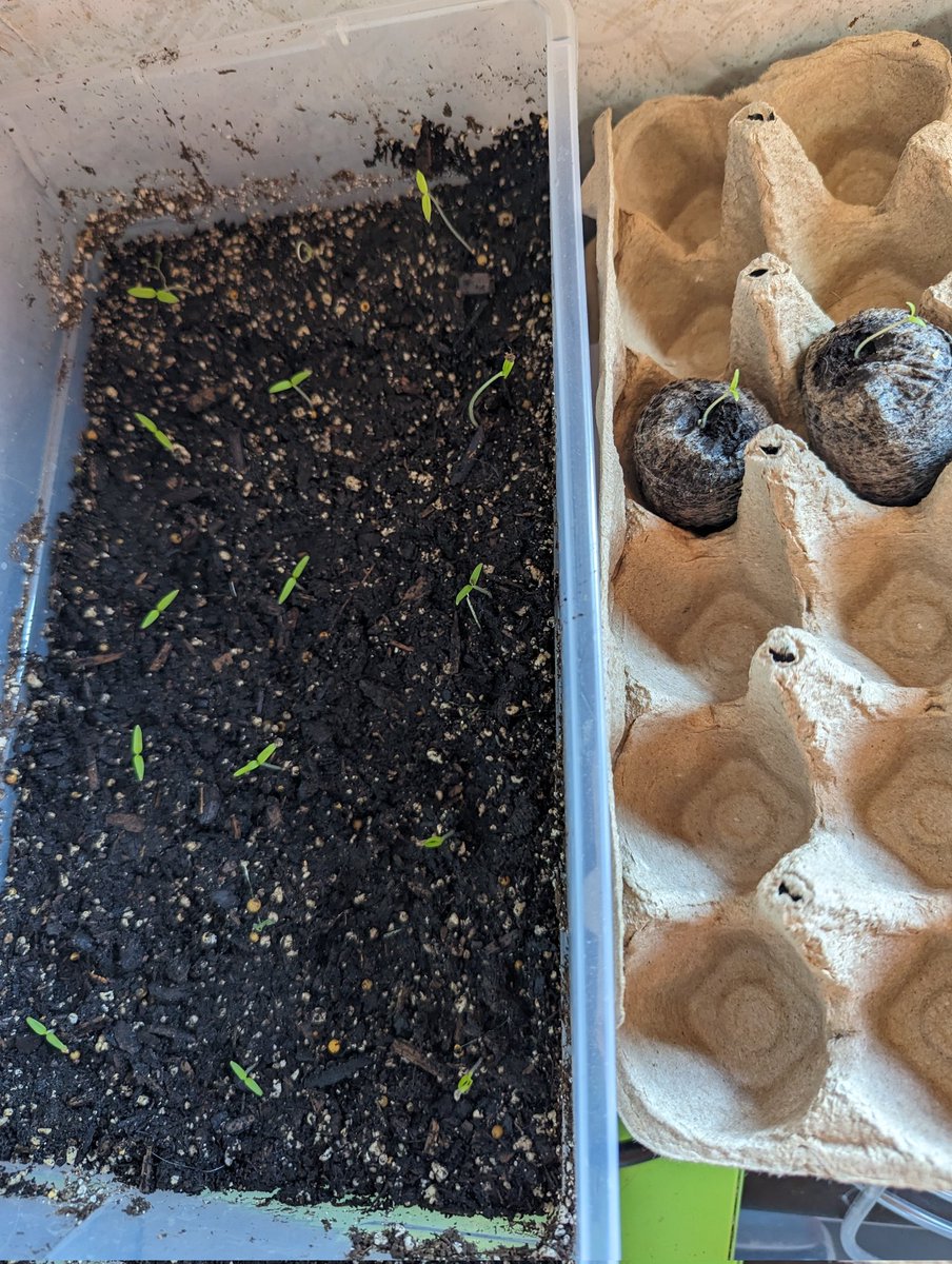 afreelunchorg's tweet photo. Changing up our approach significantly.

Planted some of the DWC sprouted tomatoes into soil temporarily. https://t.co/loq4GOdOft