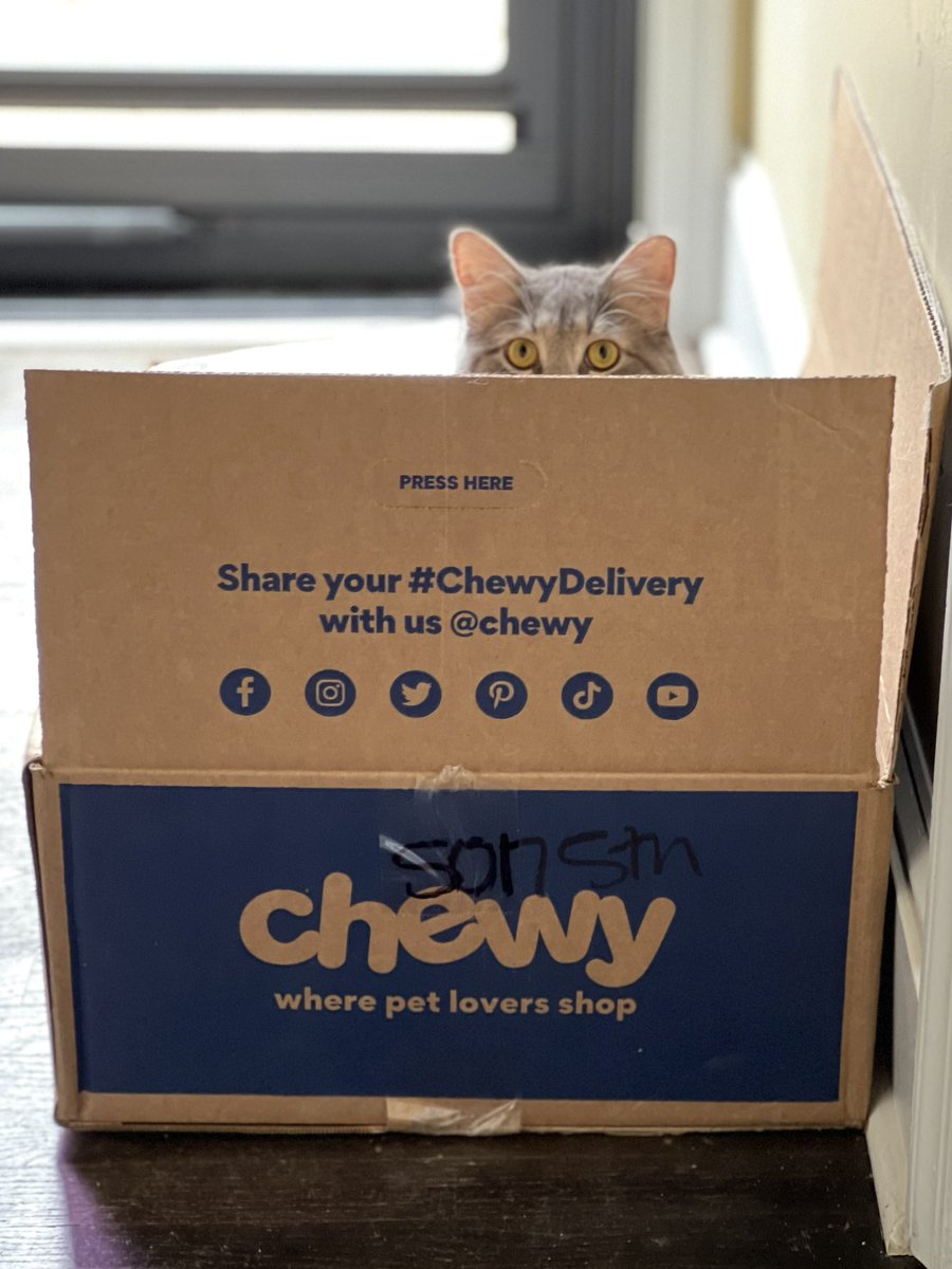 Don’t take out the box! #GideonTheKitteon #siberian #kitten #chewyDelivery #caturday