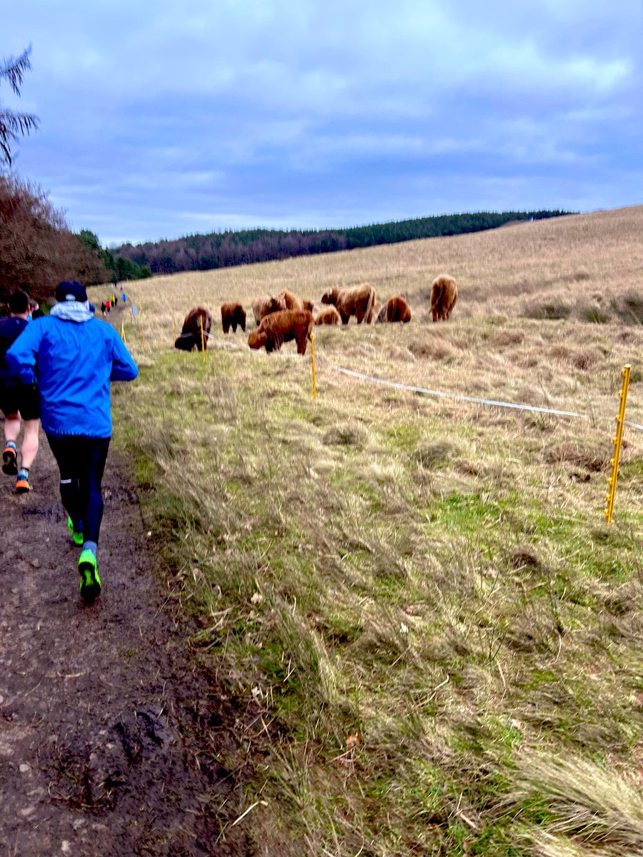 Lyme Park #parkrun A fold of #HighlandCows