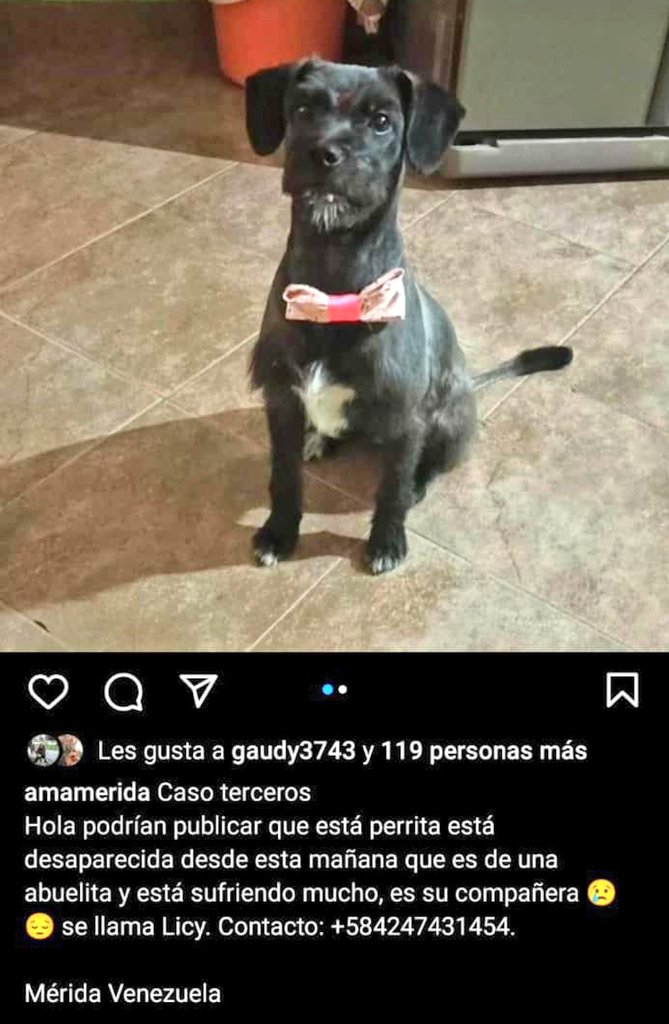 Mary X 🩵🐕🐈 tweet media