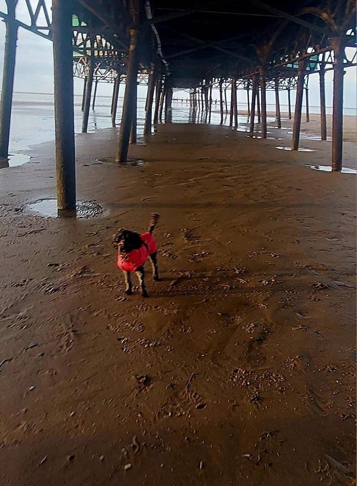 Just loving the beach at St Anne’s. Happy Doodles despite the cold 🐕‍🦺