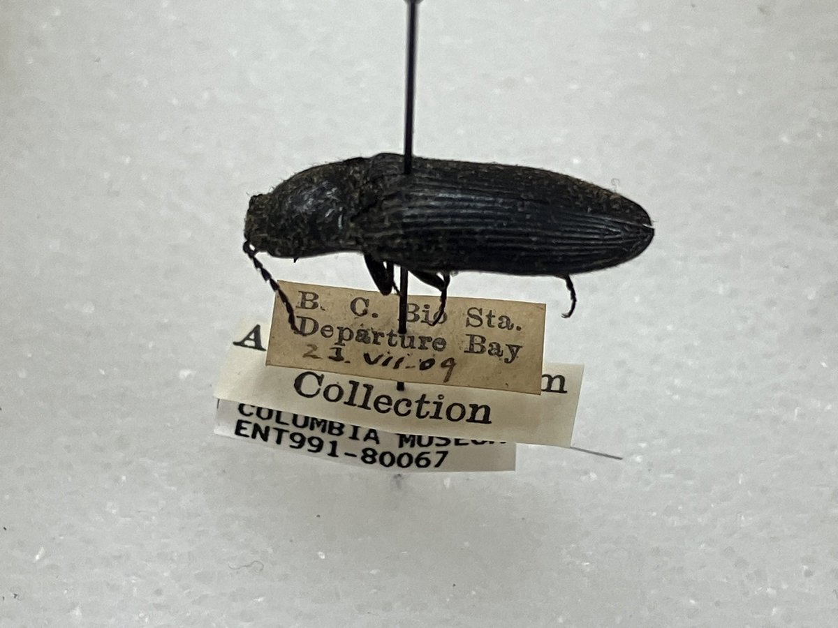 I enjoyed finding this among the unidentified Elateridae at the RBCM. 109 years later I’ll add an ID label (Hemicrepidius morio) and then return to that exact worksite and share it with all my fishy colleagues.