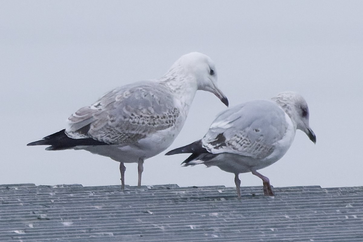 xbirder's tweet photo. A stunner in the form of a 2nd Winter Caspian Gull was at WSR recycling this morning. Large white mirror on P10 and white underwing showing well. An adult Casp and adult Yellow-legged Gull also #Birding #Cheshire #Gulls #Caspo https://t.co/Eelwe0b9dx