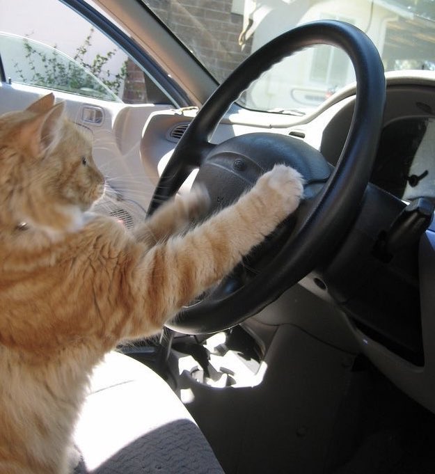 gnf as cats tweet media