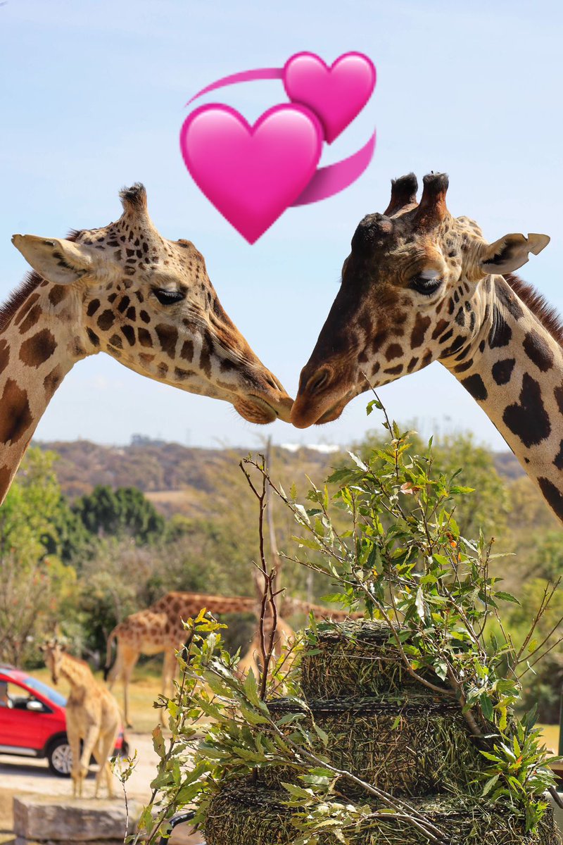 Milenio's tweet photo. ¡El amor está en el aire! 🦒💞

Desde su arribo, Benito ha demostrado un particular interés en una de las siete jirafas que hay en el parque de conservación @AfricamSafari 

La hembra juvenil se deja acompañar algunos momentos, pero después lo evita.

(📸 @andreslobato_mx) https://t.co/mr2M8zgqE0