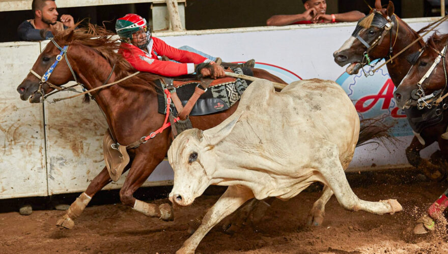 thecliniccl's tweet photo. REPORTAJE | Tirar a toros de la cola hasta derribarlos: 

La práctica ecuestre venezolana que se instaló de manera ilegal en Chile y que involucra maltrato animal

» https://t.co/DxejOgxgqc https://t.co/7LHpwx760P