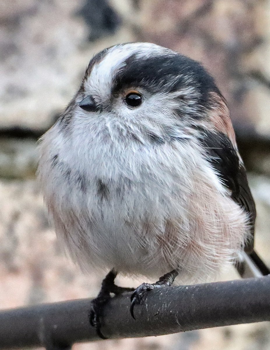 Nature is just so wonderful, long tailed tits have to be the cutest little things ever. They were in the garden most of the day. #birdphotography #scottishborders #twitternaturecommunity #naturephotography #rspbscotland #longtailedtits