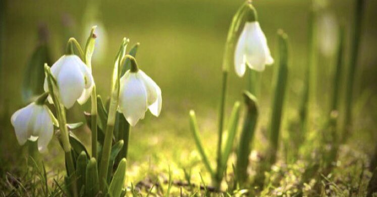 Snowdrops are also known as the Fair Maids of February & #Candlemas Bells, as traditionally they are the first flowers to push through the cold winter earth by the start of #February. They are symbols of the new life & warmer days that will now arrive. #FolkloreSunday #Imbolc