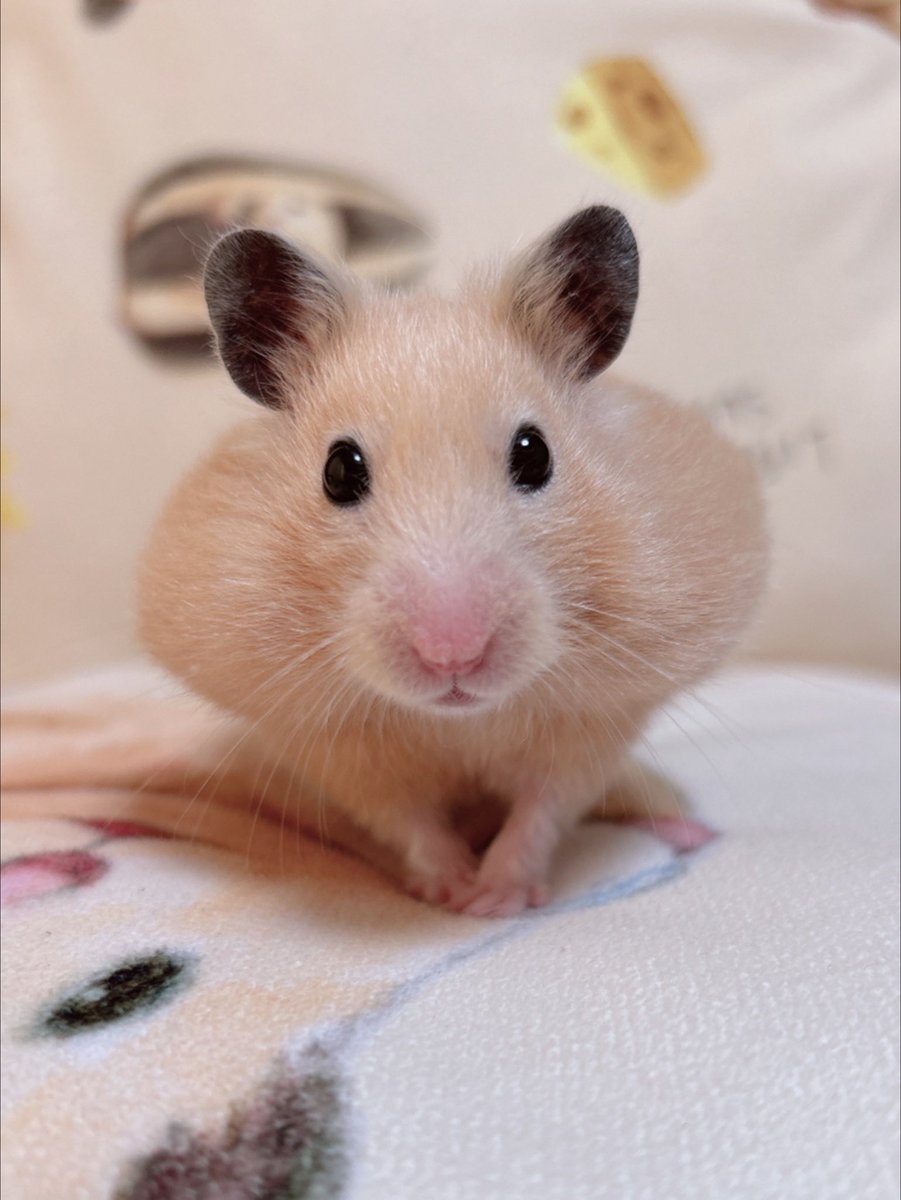 きんくま (@ham0901) / Posts / X