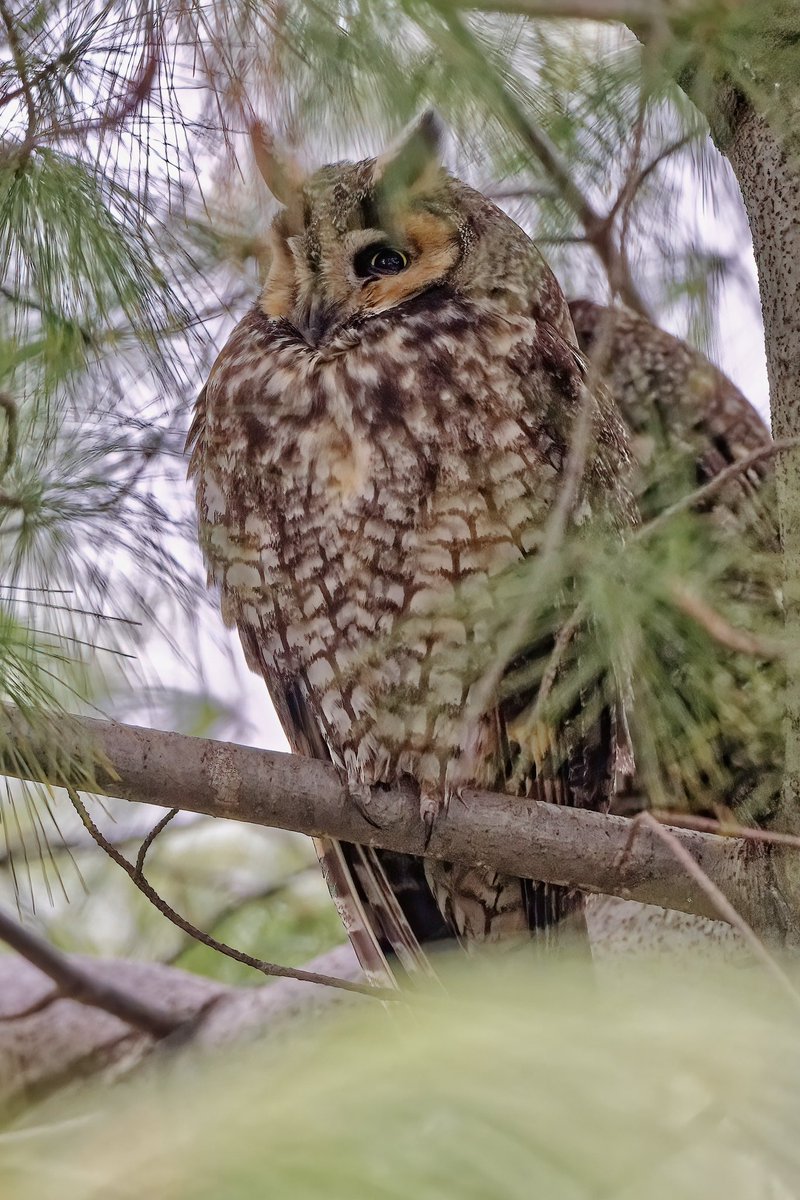 ejbarto1's tweet photo. One of two long eared owls today (27jan24) in Central Park. Close but obstructed views. #bircpp #birdnerd #nikonphotography https://t.co/GhOUDFaT4a