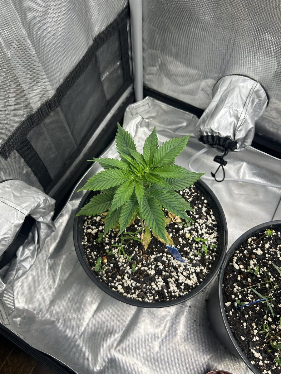 BuschWookieIAM's tweet photo. PB Studly x Gold Cash Gold on left and Gods gift on right. Had some issues with the gods gift’s early on but they seem to be bouncing back now. #CannabisCommunity https://t.co/afh2IKW275