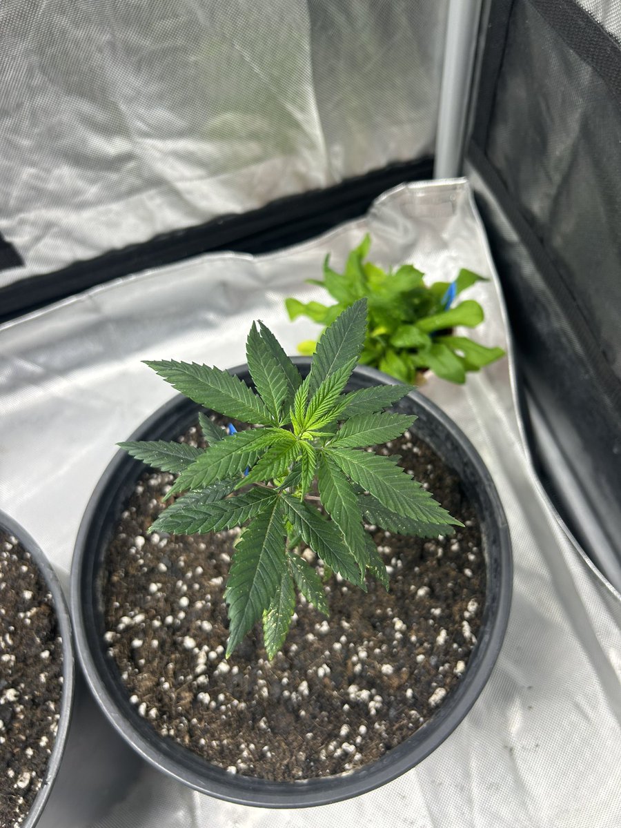 BuschWookieIAM's tweet photo. PB Studly x Gold Cash Gold on left and Gods gift on right. Had some issues with the gods gift’s early on but they seem to be bouncing back now. #CannabisCommunity https://t.co/afh2IKW275