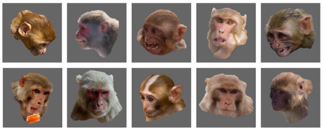 Jessica Taubert (@jesstaubert) on Twitter photo Are representations in visual cortex organised according to stimulus features or affordances?
Here, <a href="/ShrutiJapee/">Shruti Japee</a> and I measured responses to highly variable facial expressions in 🐵
The upshot: exact visual features were not as important as we thought!
doi.org/10.1162/jocn_a… Are representations in visual cortex organised according to stimulus features or affordances?
Here, <a href="/ShrutiJapee/">Shruti Japee</a> and I measured responses to highly variable facial expressions in 🐵
The upshot: exact visual features were not as important as we thought!
doi.org/10.1162/jocn_a…