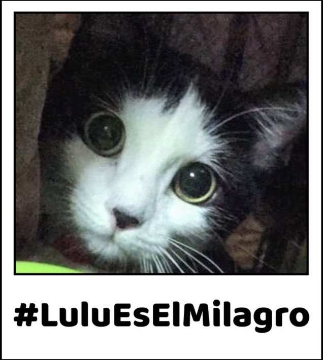 #27Ene #TWITTAZO #X Seguiré insistiendo por #LuluSomosTodos. Mientras no haya verdad, mientras no #DevuelvanALulu, insistiré para que se cansen, se rompa el #SilencioTotal y haya #Justicia. #LuluEsElMilagro