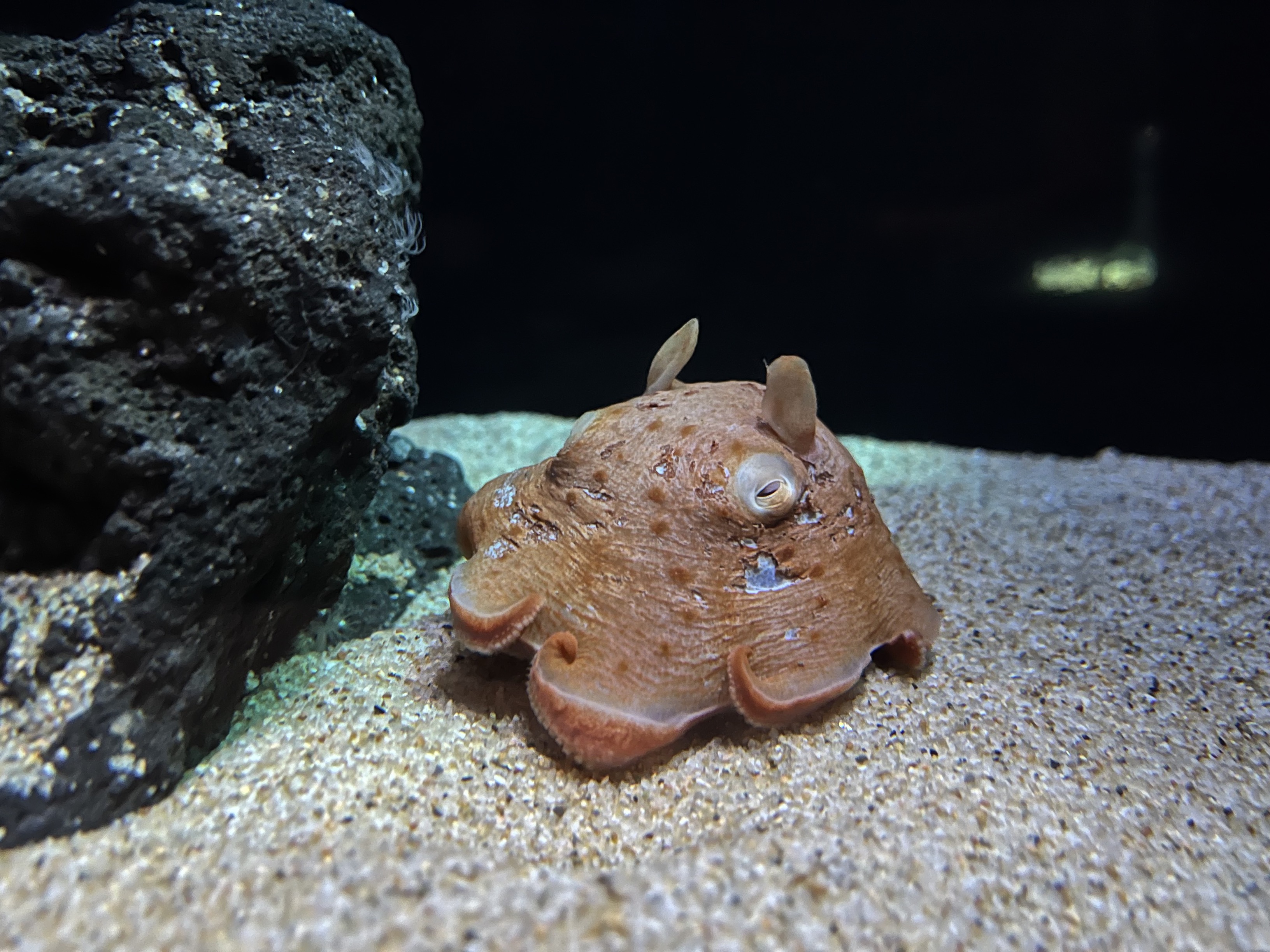 メンダコページ 51Q+qQ84pYL._UF350,350_QL50_.jpg