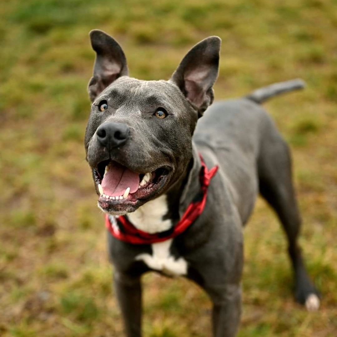##  Anchor is looking for his forever valentine! 

This handsome boy isn't just a cutie with a heart-shaped snoot, he's also the sweetest pup you'll ever meet! 

**Here's why Anchor is the perfect catch:**

 **Loves walks and playtime:** He's got tons of energy to burn, but don't