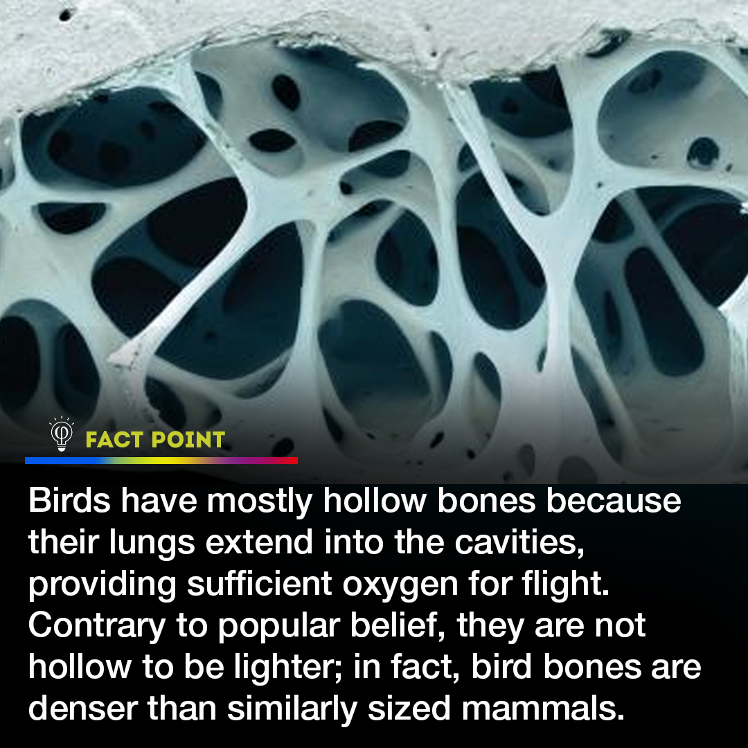 Unlocking the secret of birds' hollow bones: not for weight, but to soar high. Discover the fascinating density that powers avian flight! ✈️🦅 #BirdFacts #FlightSecrets