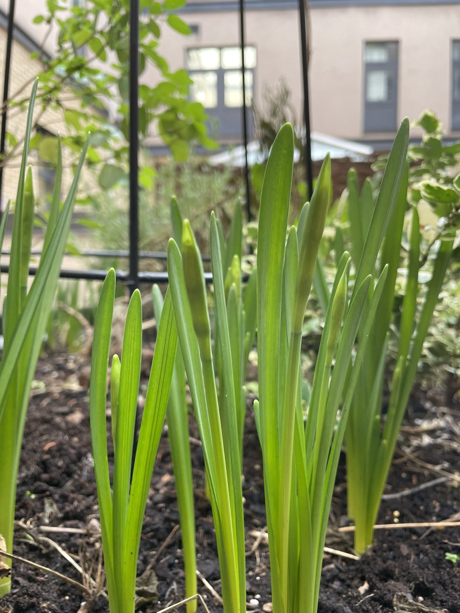 HelenLee439414's tweet photo. Royal Derby Hospital ICU garden. Spring is on its way https://t.co/ejpkhWk900