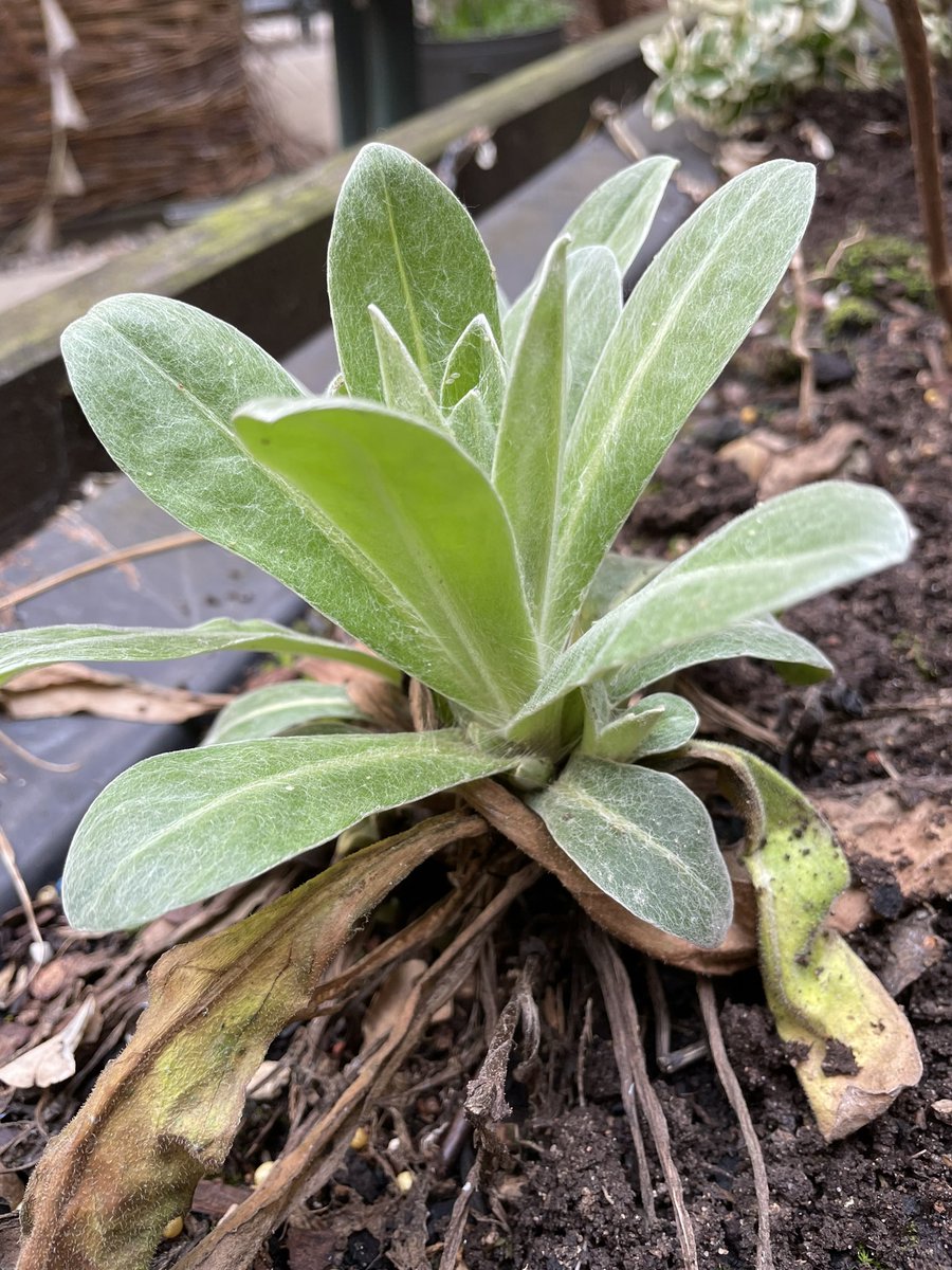 Royal Derby Hospital ICU garden. Spring is on its way