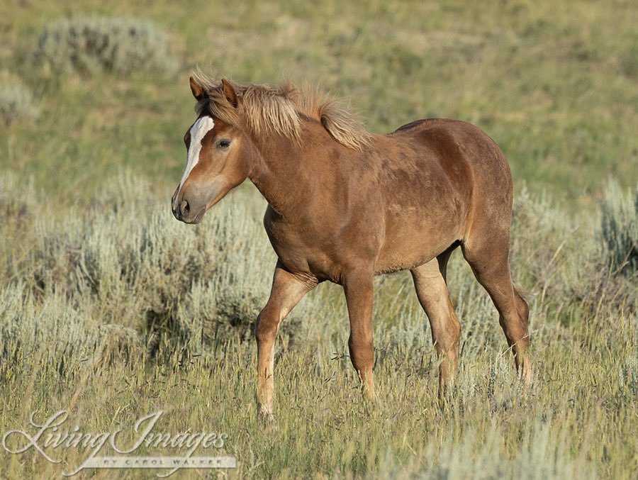 This wild filly Kat Ballou, just one year old, living with her family in McCullough Peaks, died from head and neck injuries after BLM staff captured her and her mother, separated them and left Kat alone with three other foals overnight, unmonitored. #wildhorses #stoptheroundups