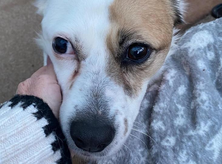 Please retweet to help Anna find a FOSTER OR FOREVER HOME #LANCASHIRE #UK 
🔵AVAILABLE FOR ADOPTION🔵
Anna was originally ' shipped to the UK from Romania' and has been sadly let down by humans. She needs a loving adult home as the only pet.  Can our retweets find her a happy