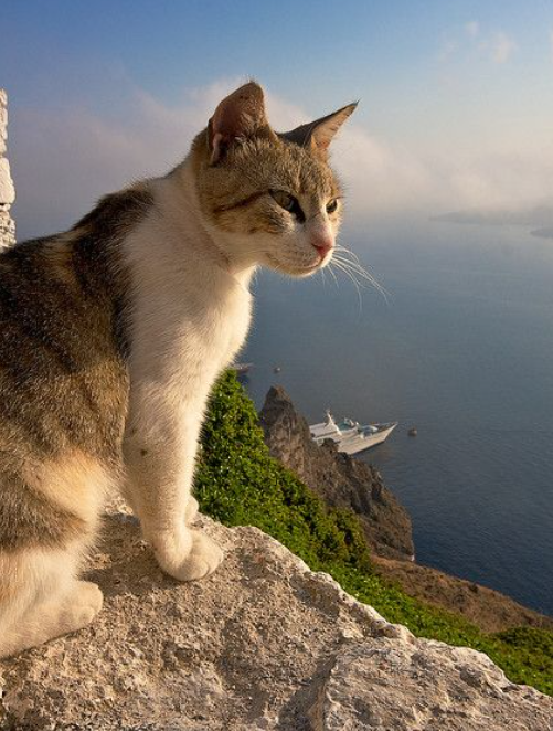 InfraTopplef168's tweet photo. love my cat #nature #eye #gn #niceday https://t.co/kmdpQEYGKr
