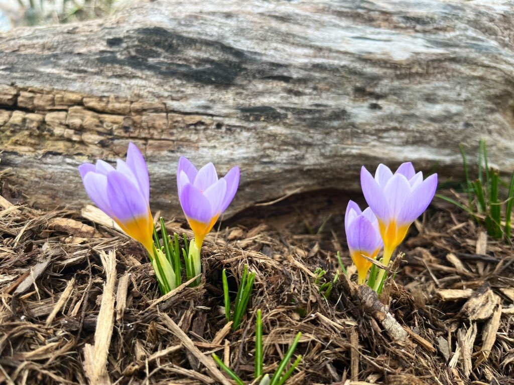 CurtisSChin's tweet photo. 🌻🙏 “Every moment there are a million #miracles happening around you: a #flower #blossoming, a bird tweeting, a bee humming, a raindrop falling, a snowflake wafting along the clear evening air.…If you learn how to live it, life is nothing short of a daily #miracle.”~#Sadhguru https://t.co/EOslmgEcTL