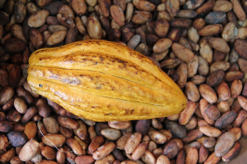 Cultura_Ec's tweet photo. Nota 🗞️| Taller virtual abordará estudios sobre el origen de la domesticación del cacao en Ecuador.

Conoce más detalles  👉 https://t.co/ShnGaBESvt

#ElNuevoEcuador https://t.co/2psvhWwU44