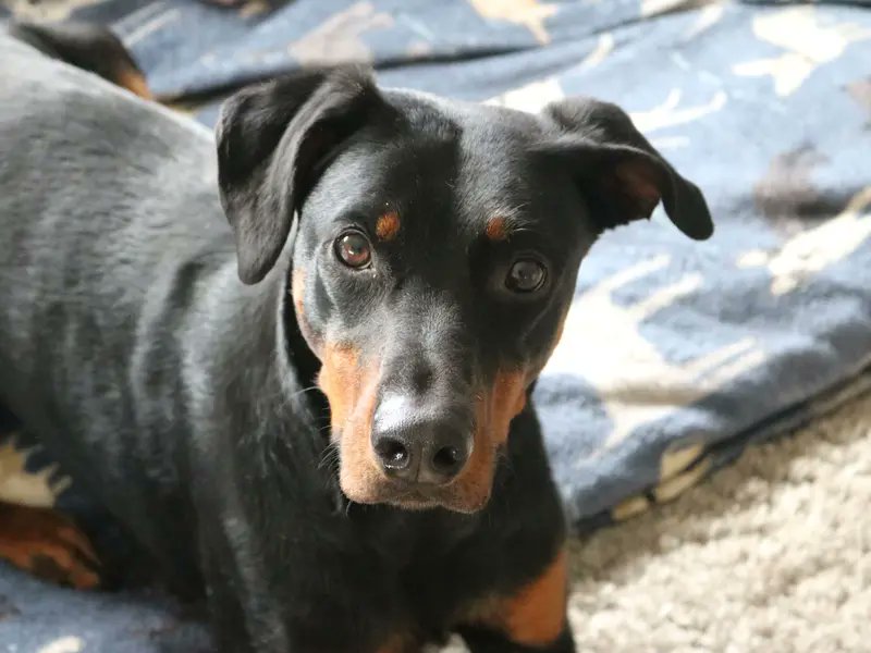 Please retweet to help Jupiter find a home #GLASGOW #SCOTLAND  Stunning Jupiter has been waiting in the shelter for over 2 years! 💔Aged 3, Doberman Cross, he's looking for an experienced adult home as the only pet.  He loves playing with tennis balls and is housetrained✅