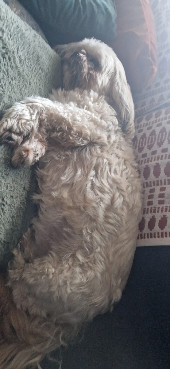 Living on the wild side.......no groom for me 😆😆😆😆