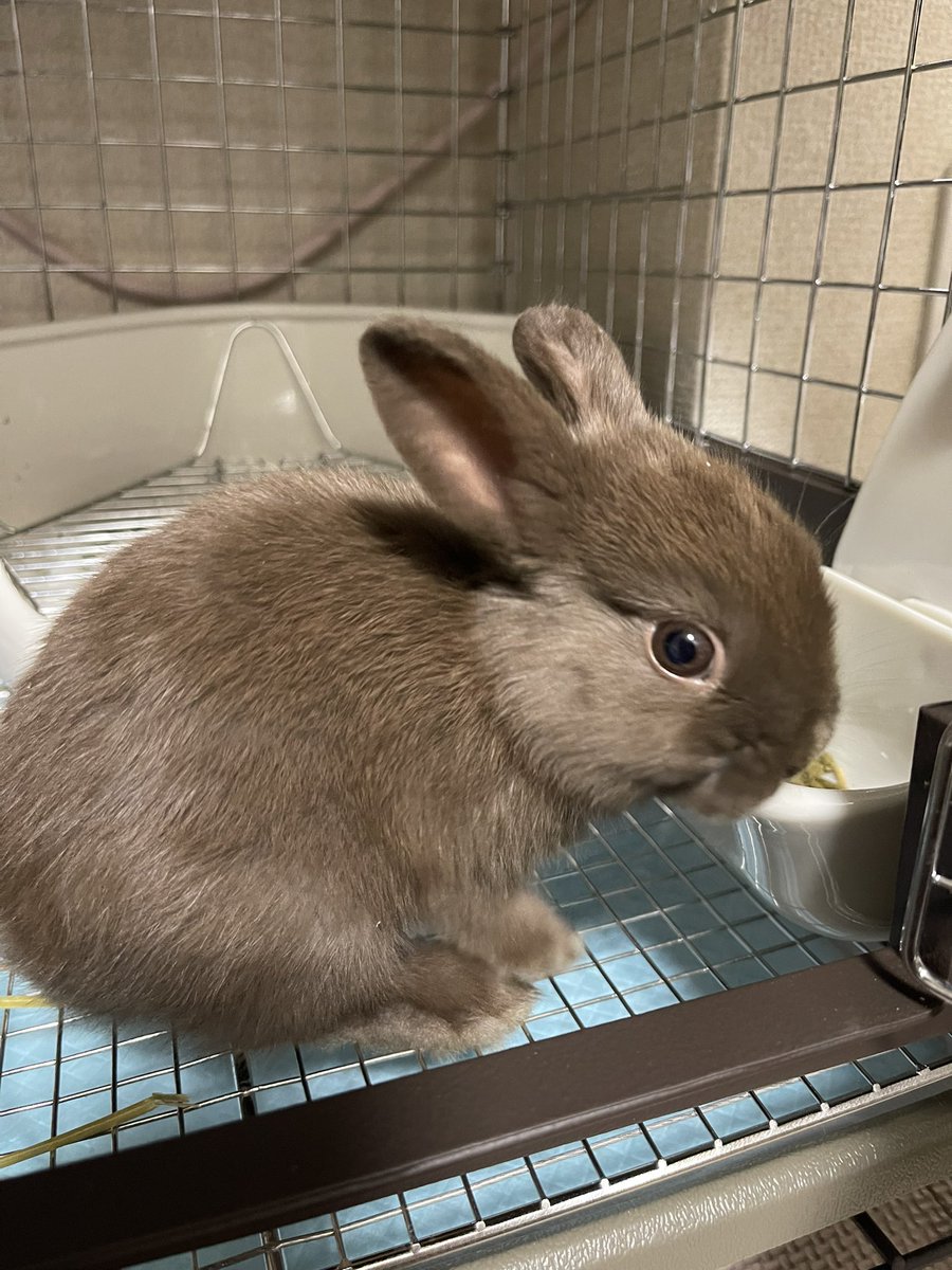 🐰こんさま🐰 tweet media