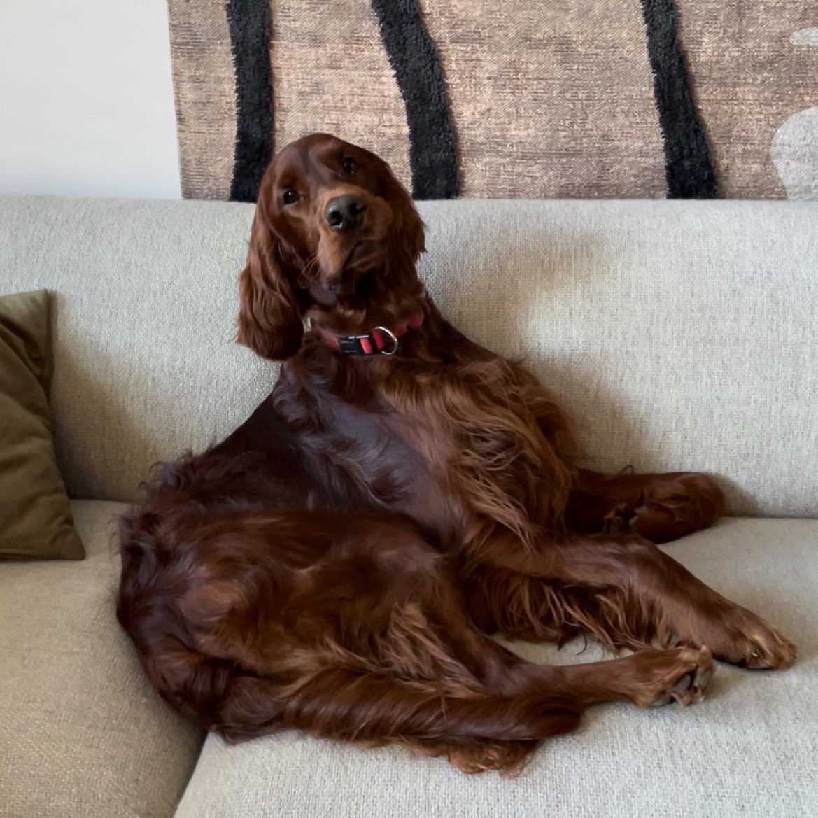 Lekker ventje is het toch 😍 #chadtheirishsetter