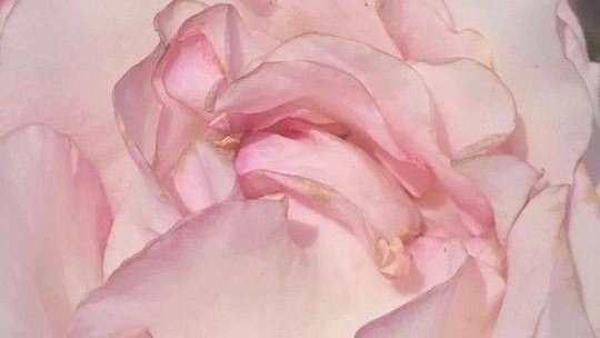 xinoirz's tweet photo. ㅤㅤㅤㅤㅤㅤㅤㅤㅤㅤㅤㅤㅤㅤㅤㅤㅤㅤㅤㅤㅤㅤㅤㅤ
ㅤㅤㅤㅤㅤㅤㅤ🌸ㅤ •       ۫ㅤ  花ㅤㅤ𓈒ㅤ ㅤ᭡ㅤ ㅤ♥︎ㅤㅤㅤㅤㅤㅤㅤㅤㅤㅤㅤㅤㅤㅤㅤㅤㅤㅤㅤㅤㅤㅤㅤㅤㅤㅤㅤㅤㅤ https://t.co/3CblTweMjq