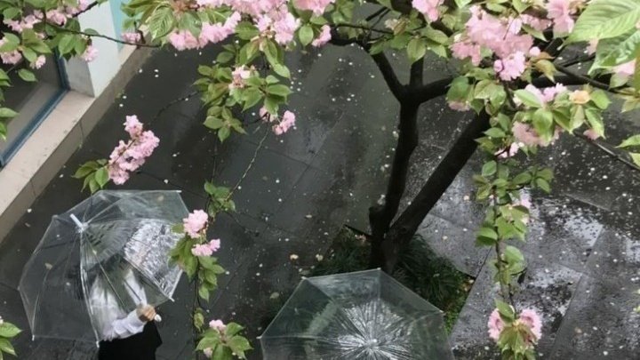 ㅤㅤㅤㅤㅤㅤㅤㅤㅤㅤㅤㅤㅤㅤㅤㅤㅤㅤㅤㅤㅤㅤㅤㅤ
ㅤㅤㅤㅤㅤㅤㅤ🌸ㅤ •       ۫ㅤ  花ㅤㅤ𓈒ㅤ ㅤ᭡ㅤ ㅤ♥︎ㅤㅤㅤㅤㅤㅤㅤㅤㅤㅤㅤㅤㅤㅤㅤㅤㅤㅤㅤㅤㅤㅤㅤㅤㅤㅤㅤㅤㅤ