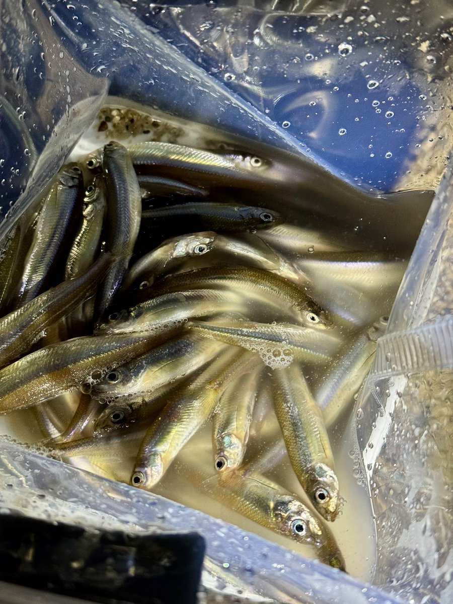 m1angler's tweet photo. 冬の新しい水遊び覚えました😎
初挑戦で３桁うれし🩵

#琵琶湖 #ワカサギ #ワカサギ掬い https://t.co/e9cP4ia5PN
