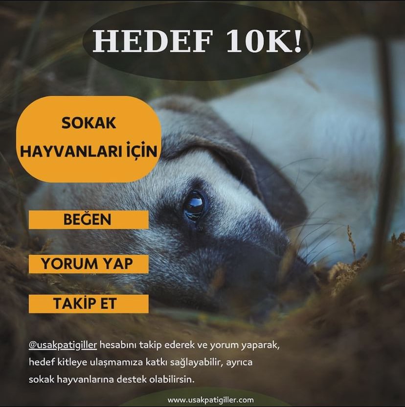 usakpatigiller's tweet photo. Bize instagramdan destek olur musunuz?🙏🏼
#destek #Sokakhayvanlarisahipsizdeğil #HayvanHaklarıAnayasaya #SokakHayvanlarıSahipsizDeğil #pati https://t.co/KaqFwOJgq7