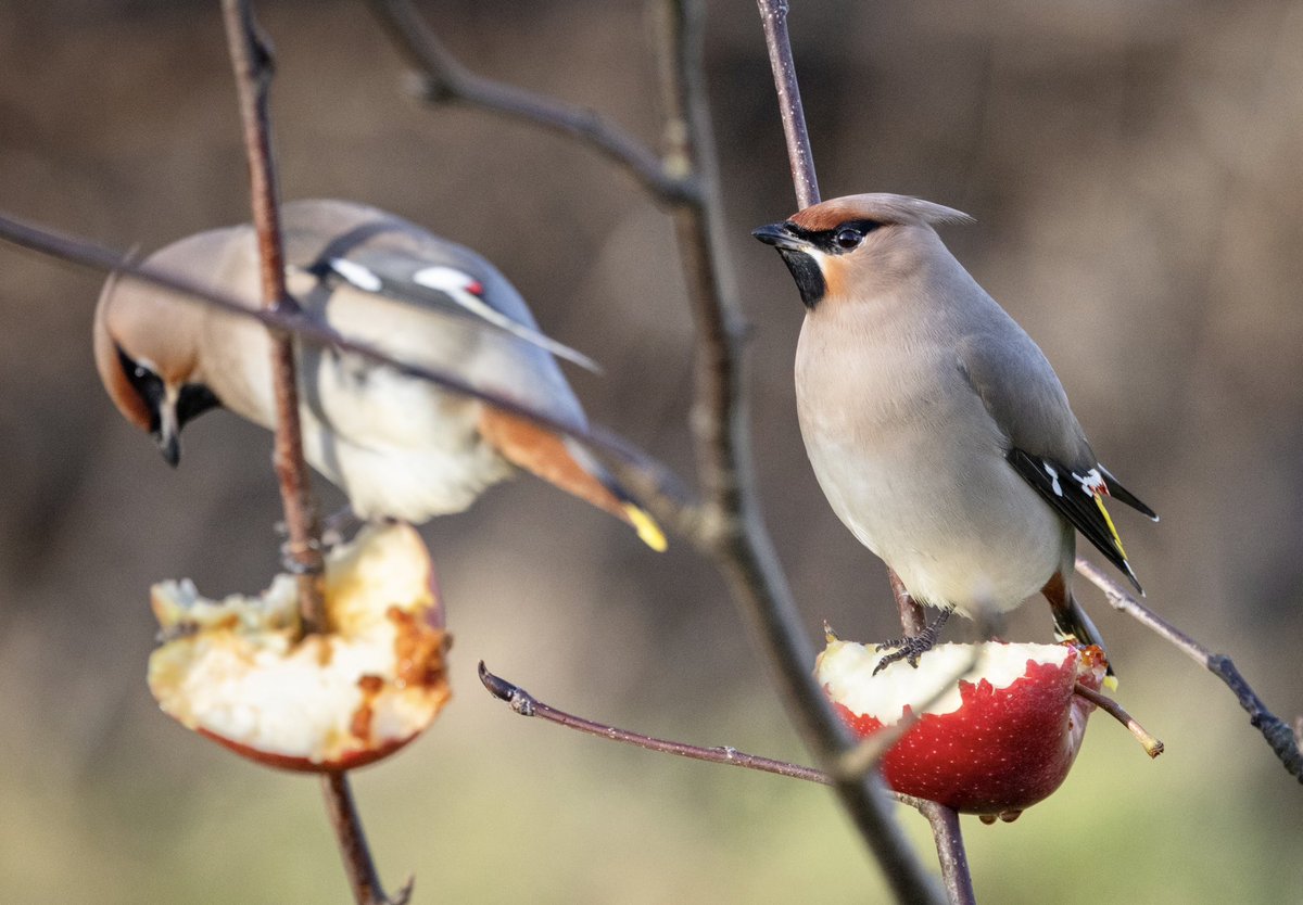 My VIP guests for this years @RSPBScotland #BigGardenBirdWatch Two Waxwings 💖 One arrived on the 20th and was joined by the other on the 25th. I wonder how long they will stay? (Scrabster, North Scotland) 🏴󠁧󠁢󠁳󠁣󠁴󠁿 @CaithnessBirds