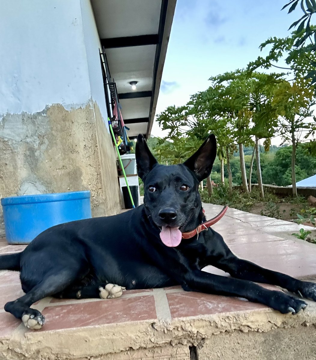 ayudemosapluto's tweet photo. #GingerAP β₯οΈ Resting after playing so much π€ Come on friends, together we can do it, we are missing $385.45 to achieve the goal. All donations will be matched. We count on you to continue π€π» Thank you for supporting us https://t.co/4QbgOXGFdf https://t.co/yQvMCDp4Tt