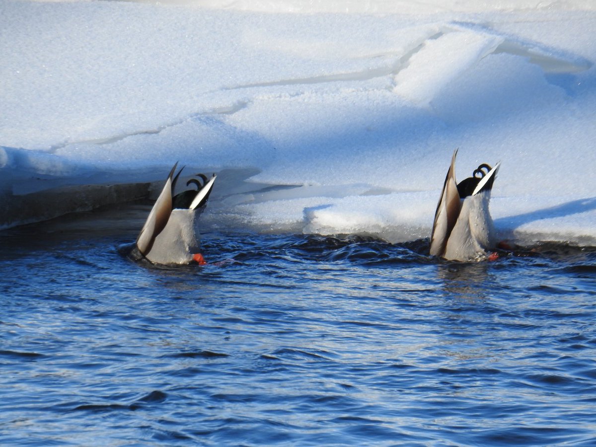 Dabbling Ducks, they are fun to watch.