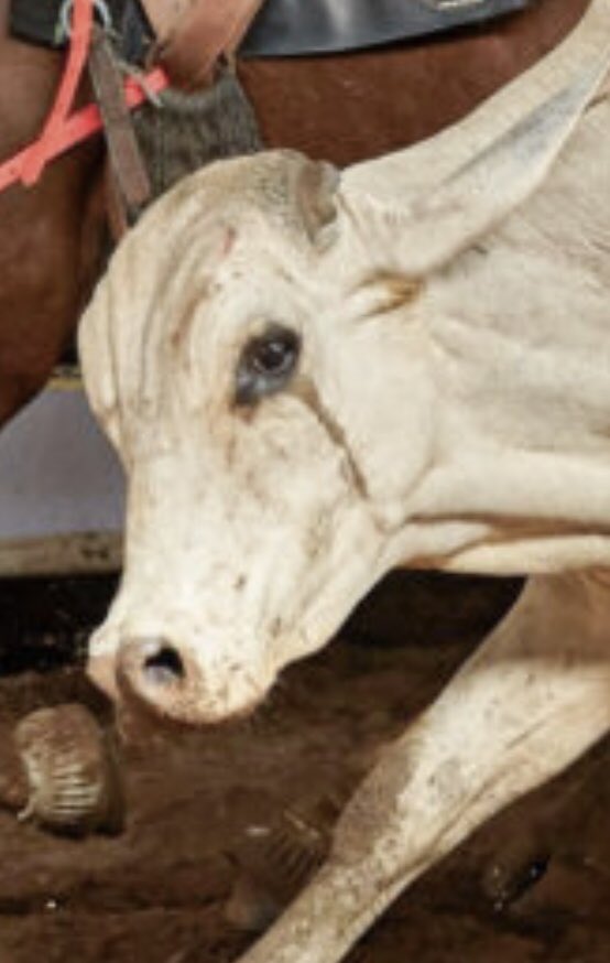Juani_de_arco's tweet photo. @thecliniccl Esto, las corridas de toro, el rodeo, “tradiciones” primitivas.
Son una mierda 😤 https://t.co/EFCMW4paCk