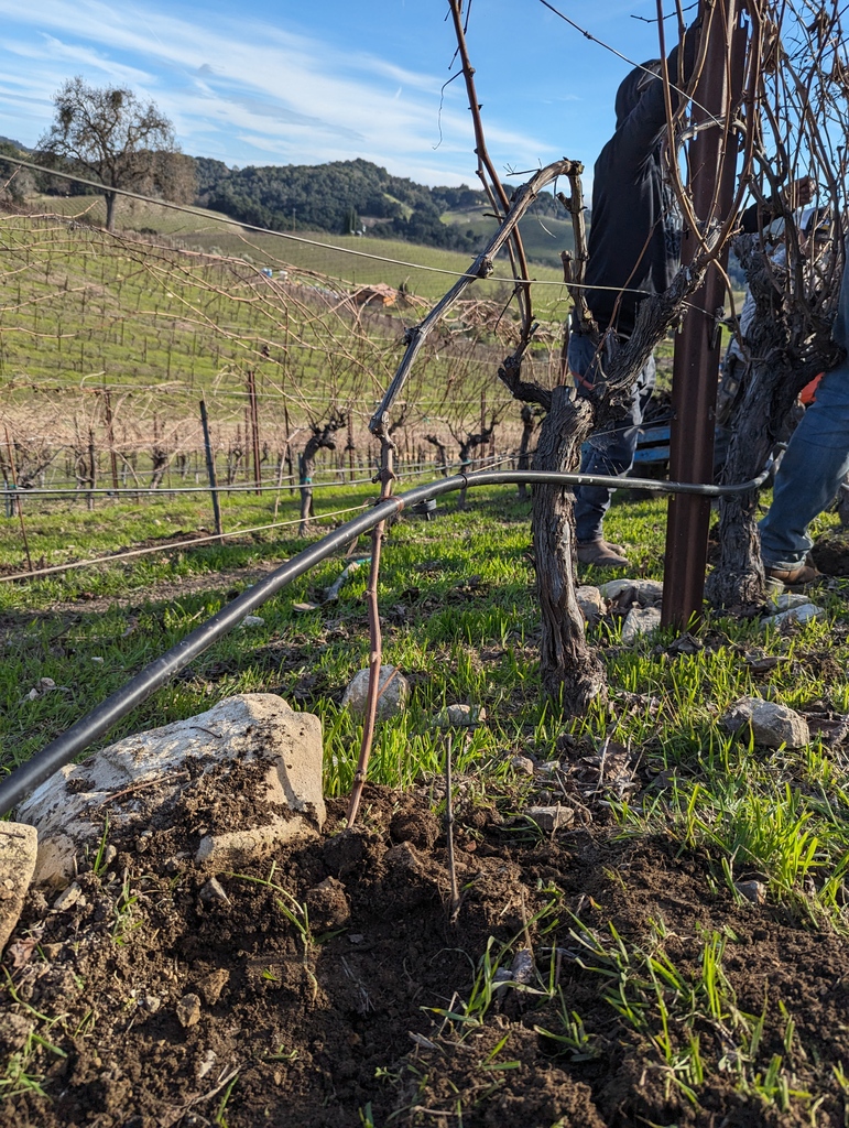 Pedro and the team finished regenerating one of our oldest Syrah blocks using a technique called layering, in which we bury a cane from an existing vine that eventually produces new, self-sustaining plants. First trialed in 2021, this new technique is regenerating this block.