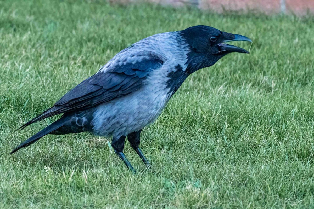 Hooded Crows aren't that common around here and this one could be a bit of a hybrid too.
#Birds #birdwatching #birdphotography