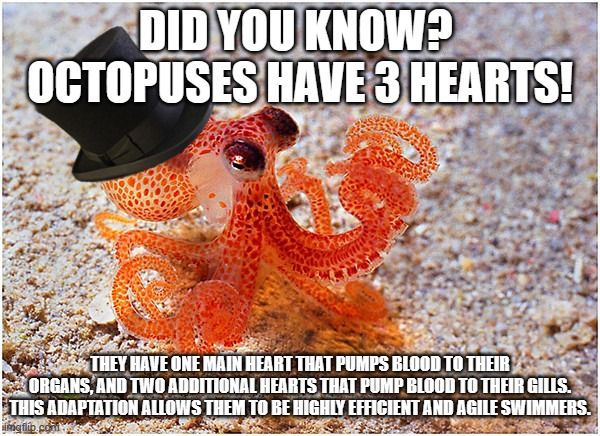 Did you know octopuses have 3 hearts? One pumps blood to organs, while the other two pump blood to the gills, making them incredible swimmers! #SwimmingWonders #MarineMarvels #HeartOfAnOctopus #GillPumping #IncredibleSwimmers #OrganPumping #OctopusTrivia #HeartwarmingOctopuses