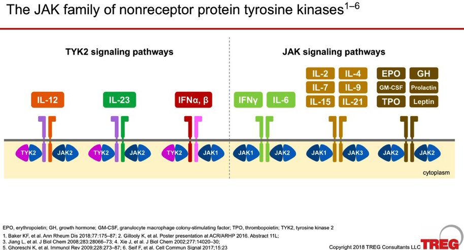 #RNL2024 The #JAK family protein kinases #TYK2 & #JAK signalling pathways