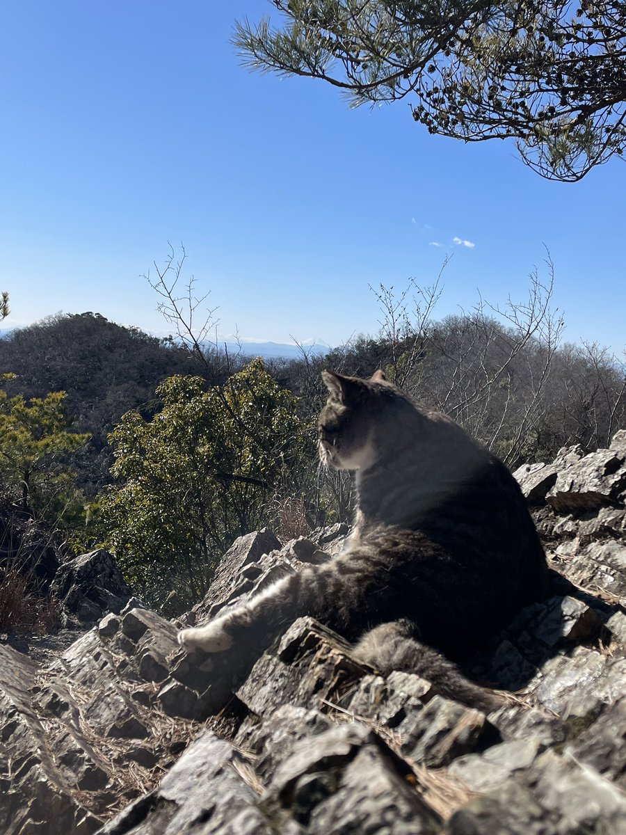 f_mosshan's tweet photo. 猫にハマる
#唐澤山神社 https://t.co/TeoekZEGjC