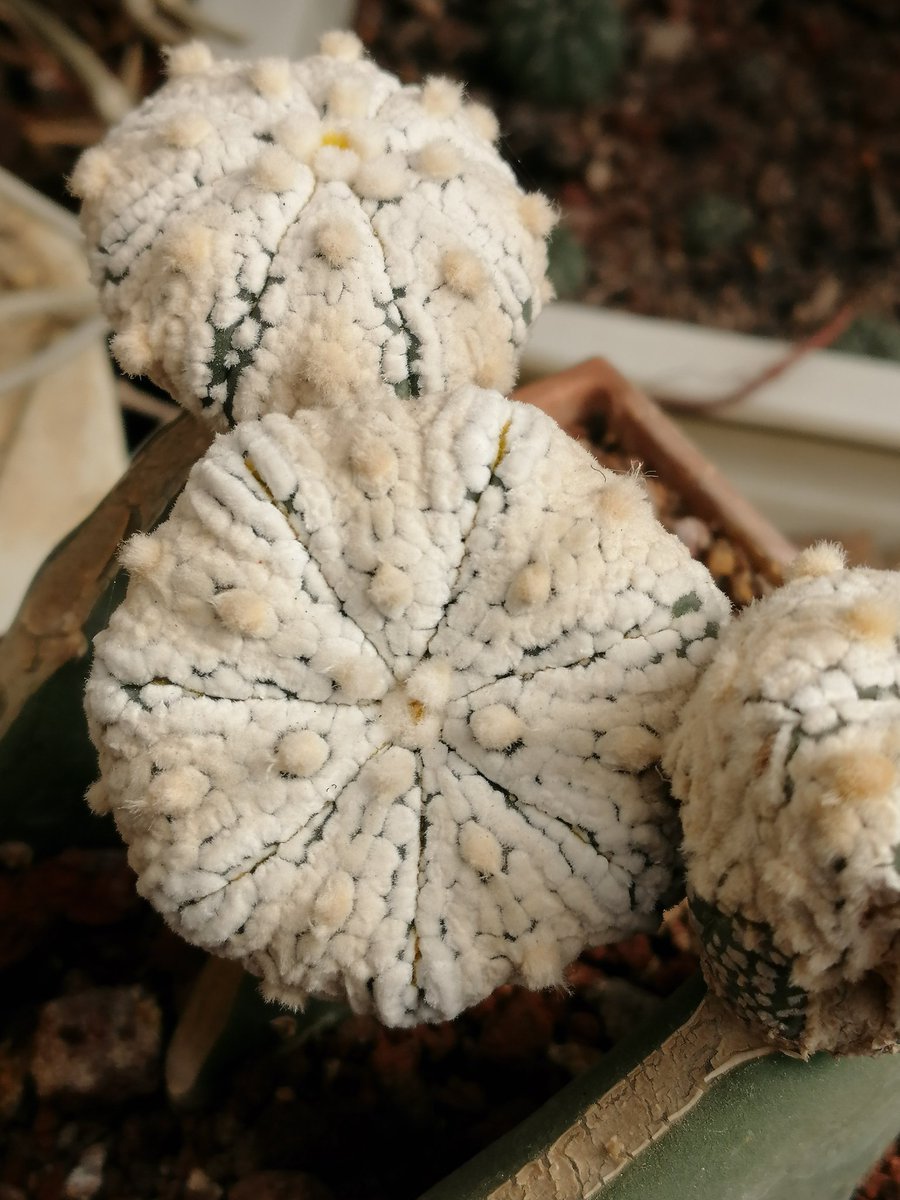 Astrophytum asterias snow, it is a cacti cultivar that show beautiful white patterns 🌵🌵🌵🌵🌵🤠 #CultivosLegendarios #cactusysuculentas #plantas #botanical #botanic #plants #cacti #aridplants #pasionPorElCultivo #livingrocks