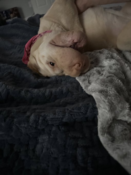 Oh god, I need to adopt another dog for my dog. I think she surpressed a lot of her energy and zoomies<a href="/tag/smcontest"class="tags"><span>#smcontest</span></a>